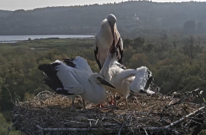 Cigognes blanches - Jérémy Laine